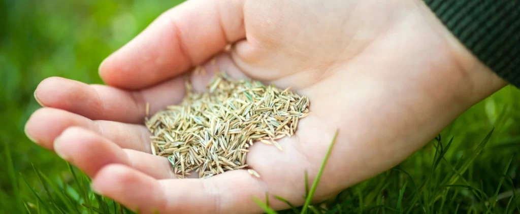 aeration and overseeding for michigan lawns