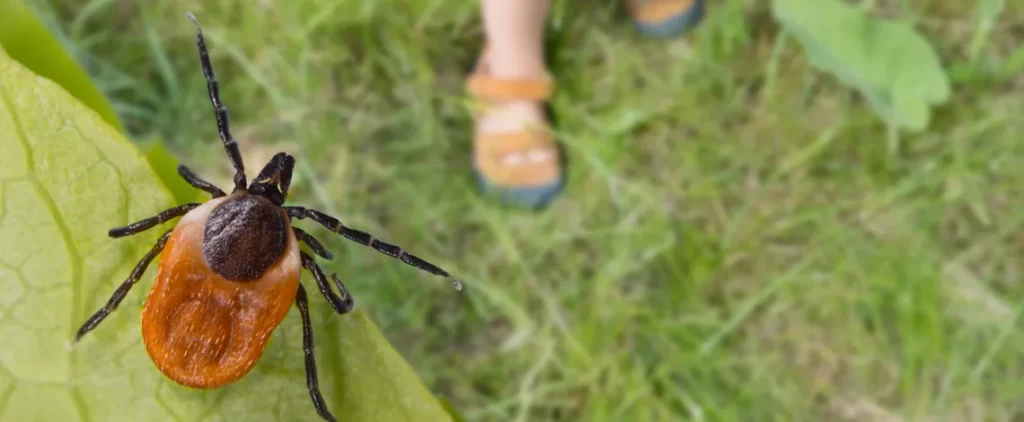 ticks in chelsea and washtenaw county mi