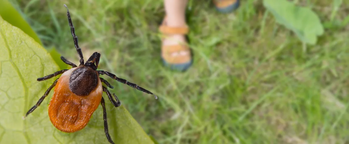 ticks in chelsea and washtenaw county mi